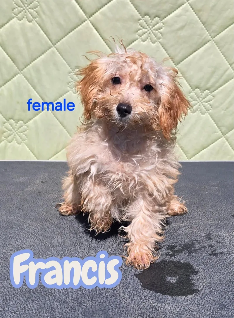 A baby small-sized female Schnoodle dog named Francis for adoption in Semmes, AL