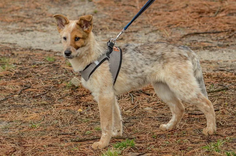 Pooh Bear thumbnail 2