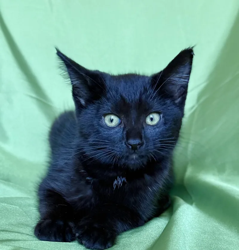 A baby medium-sized female Black Domestic Short Hair cat named Pepper for adoption in Rowland Heights, CA