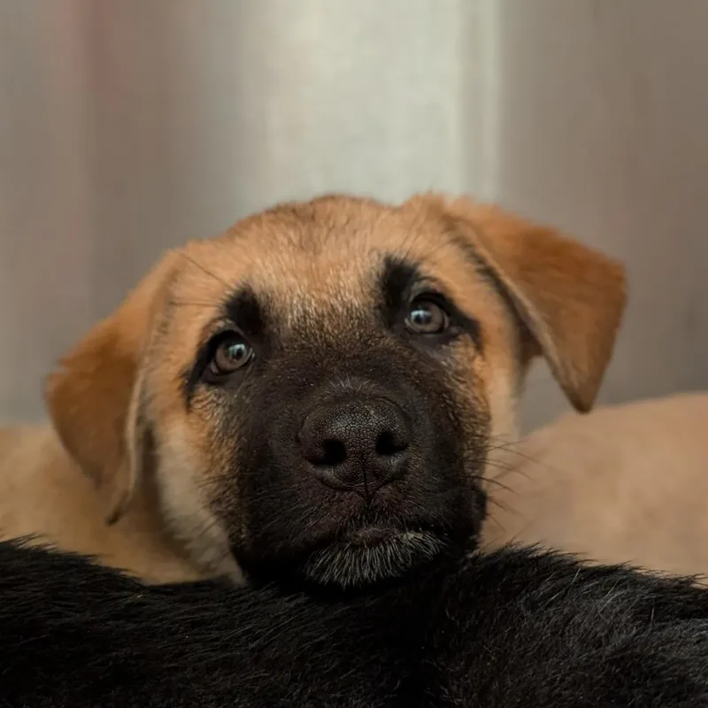 A baby small-sized male German Shepherd Dog dog named Atlas for adoption in Asheville, NC