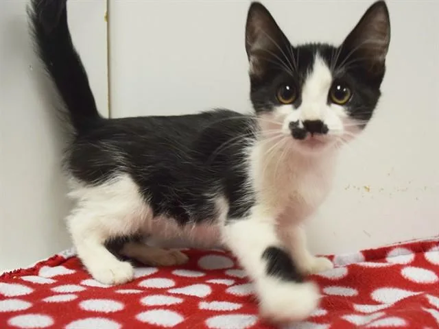 A baby small-sized female Domestic Short Hair cat named Gale for adoption in Sacramento, CA