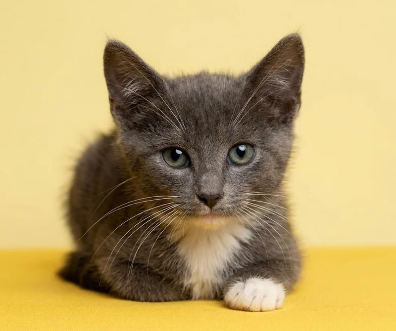 A baby small-sized male Domestic Short Hair cat named Elliott for adoption in Los Angeles, CA