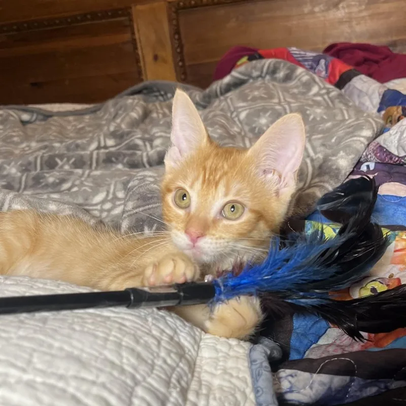 A baby medium-sized female Orange / Red Domestic Short Hair cat named Cheery Littlebottom for adoption in Bulverde, TX