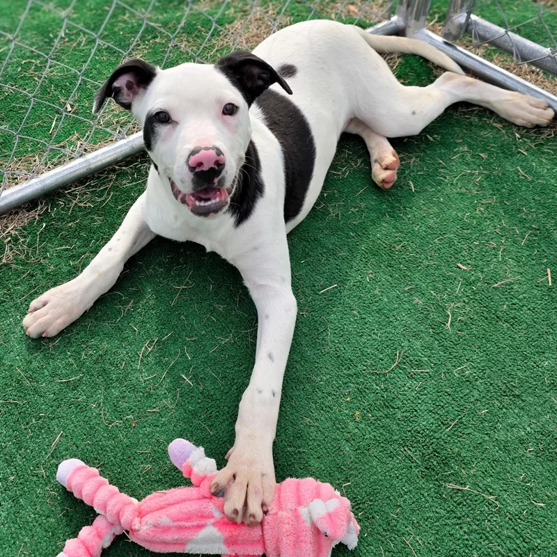 A baby medium-sized male Labrador Retriever dog named Dudley for adoption in Gainesville, TX