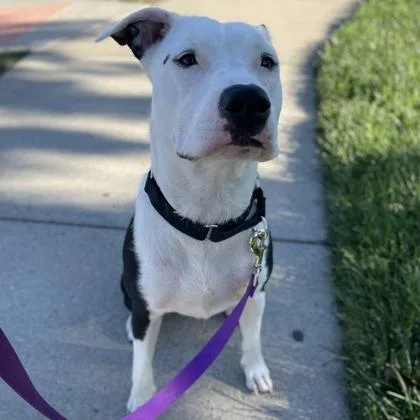 An adult large-sized female Mixed Breed dog named Ramona for adoption in Merriam, KS