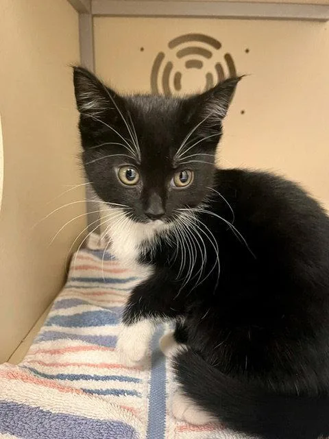 A baby small-sized female Domestic Short Hair cat named Piglet for adoption in Webster, WI