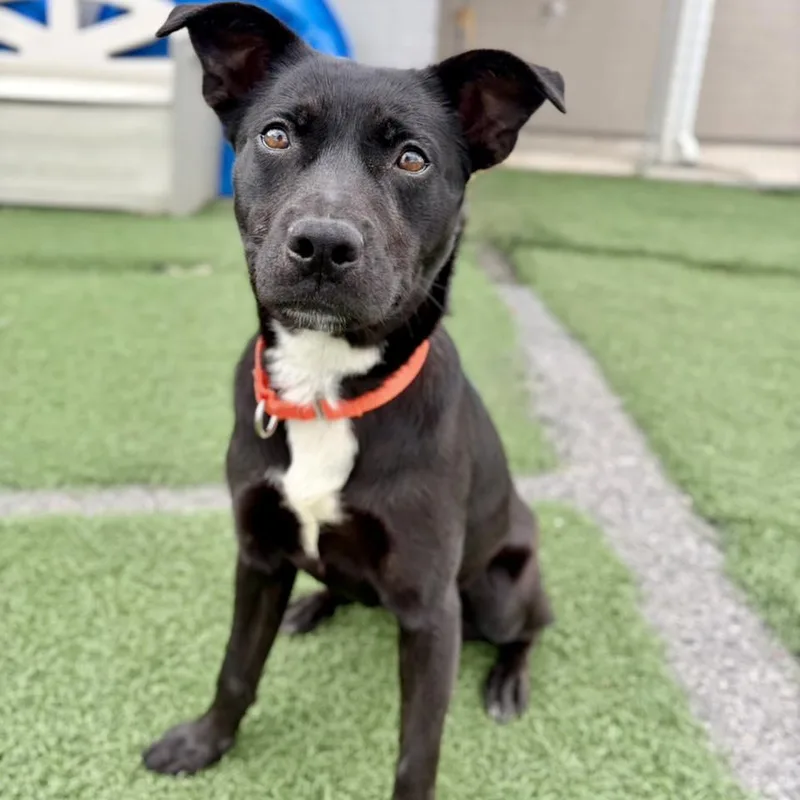 A young medium-sized female Border Collie dog named Tela for adoption in Whitehall, PA