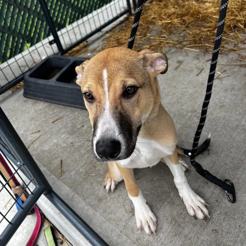 A young medium-sized female Yellow / Tan / Blond / Fawn Mixed Breed dog named Taco for adoption in Batavia, OH