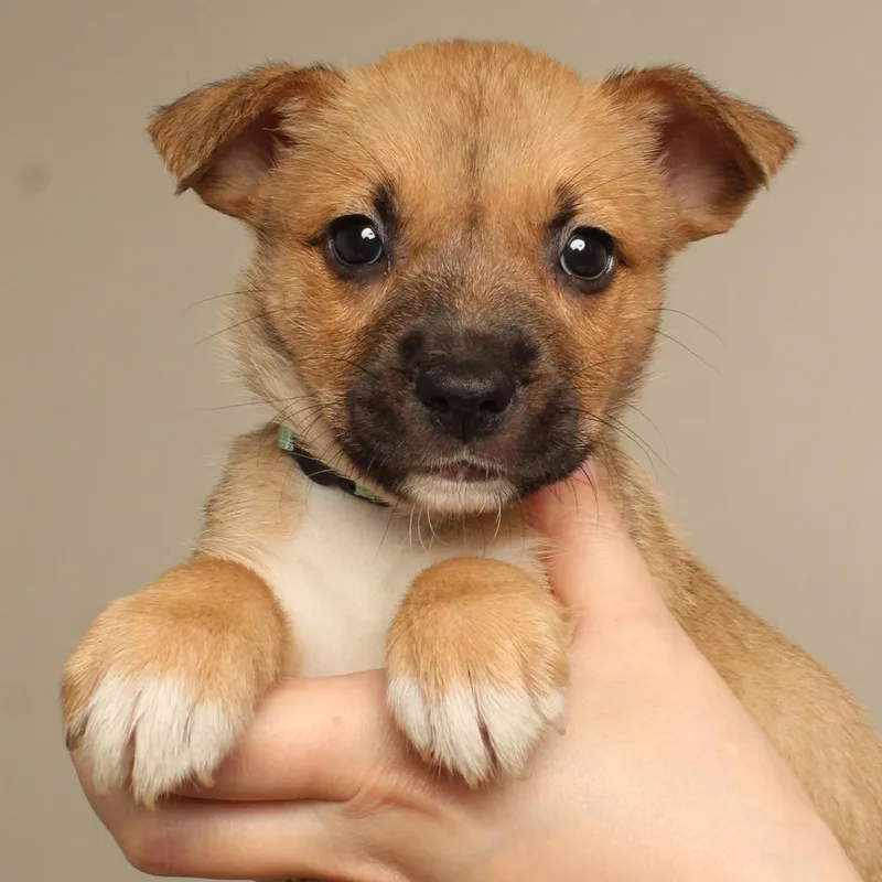 A baby medium-sized female Pit Bull Terrier dog named Cauldron D for adoption in Minnetonka, MN
