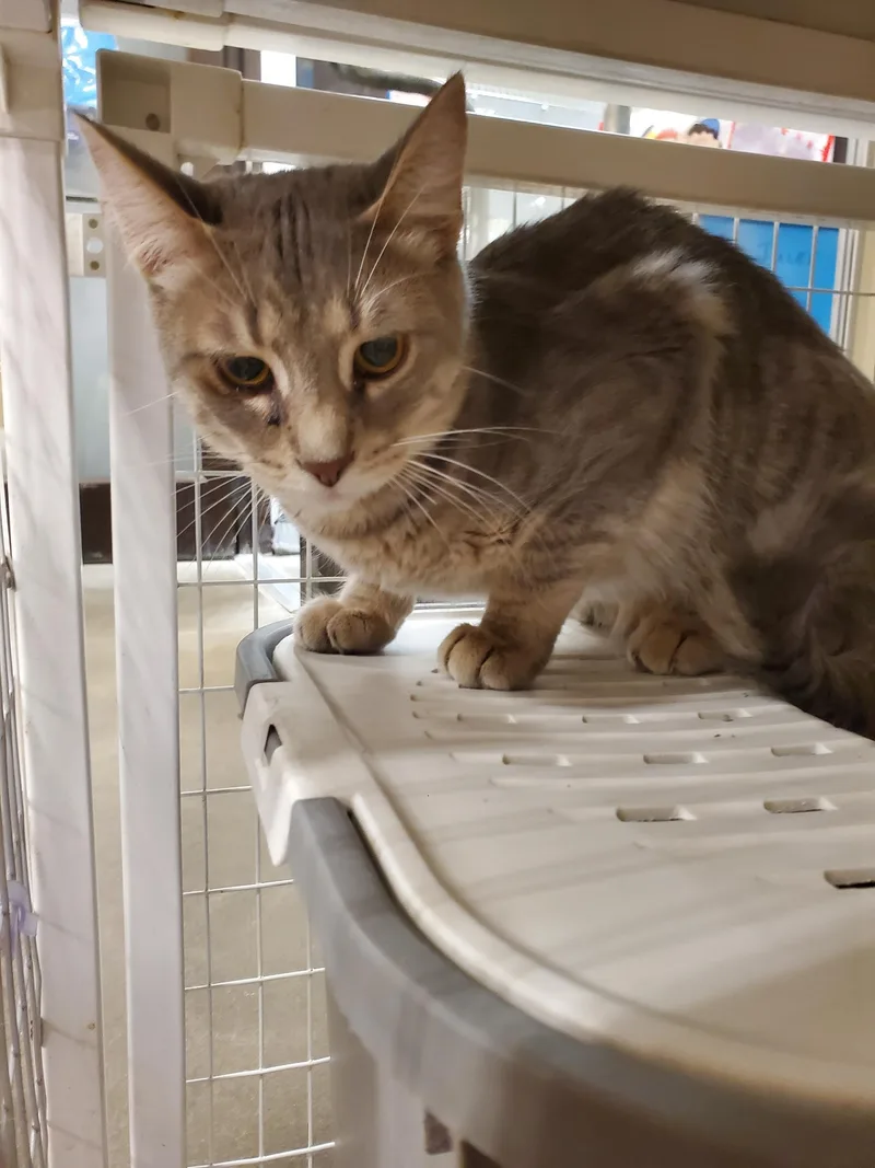 A young medium-sized male Domestic Short Hair cat named Riggs for adoption in Zimmerman, MN