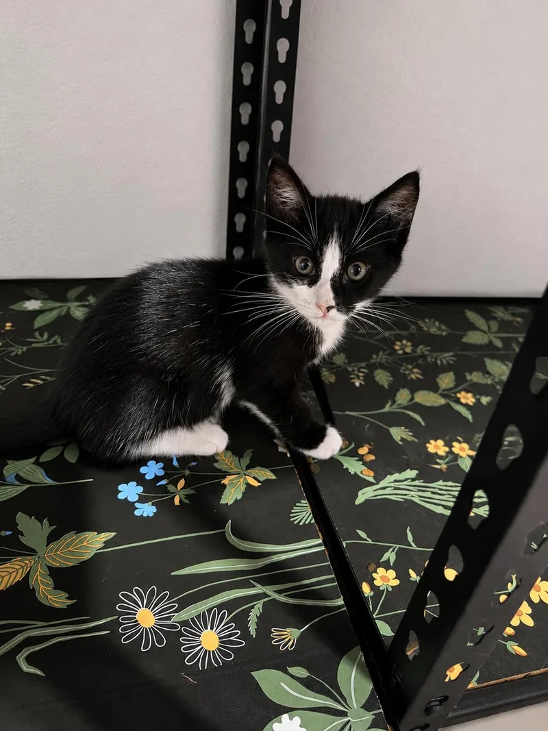A baby small-sized male Domestic Short Hair cat named Shaggy for adoption in Rio Linda, CA