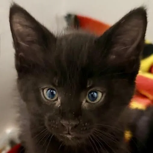 A baby small-sized male Black Domestic Short Hair cat named Hershey for adoption in Dearborn, MI
