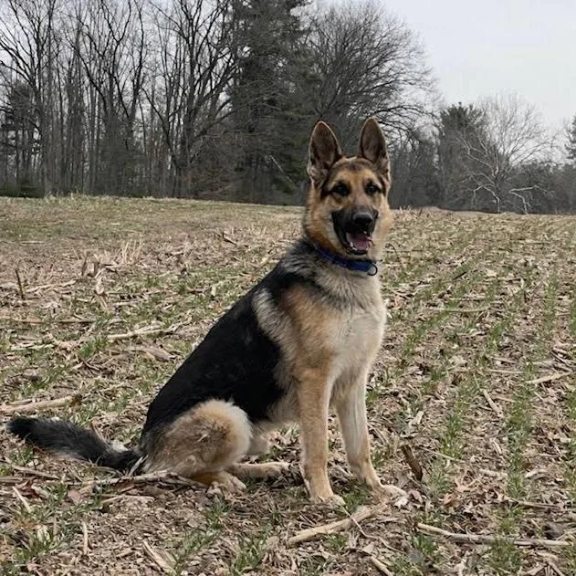 An adult large-sized male Black German Shepherd Dog dog named Cedar for adoption in New Ringgold, PA