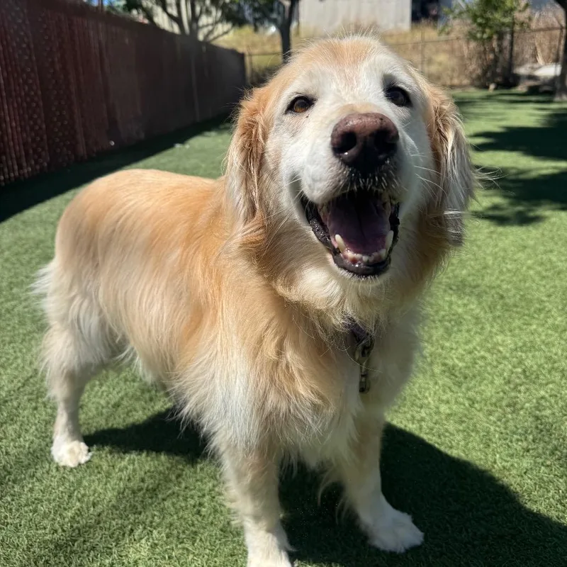 A senior large-sized male Yellow / Tan / Blond / Fawn Golden Retriever dog named Buddy for adoption in Buellton, CA
