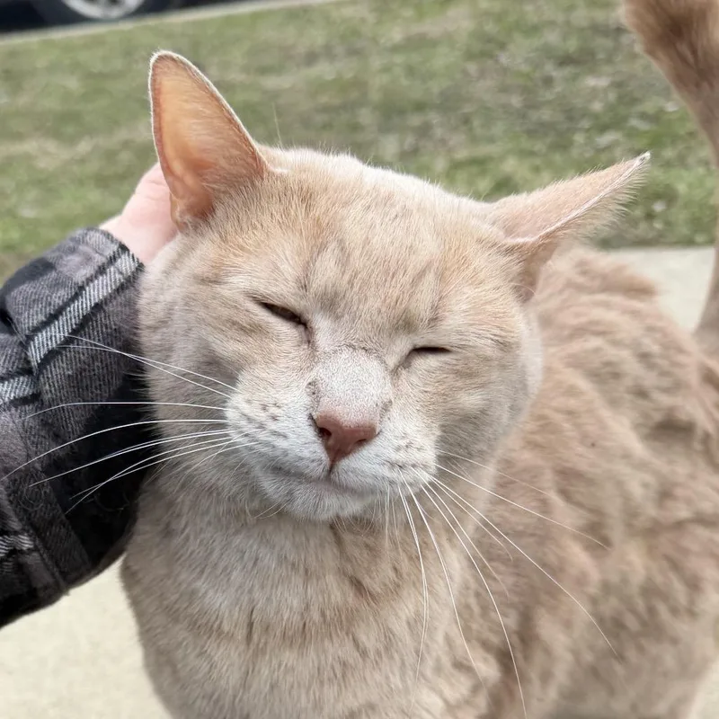 An adult small-sized male Orange / Red Domestic Short Hair cat named FOUND NW Rochester for adoption in Rochester, MN