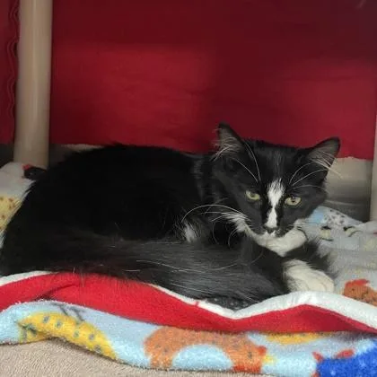 A baby small-sized female Domestic Medium Hair cat named Ramen for adoption in Wheaton, IL