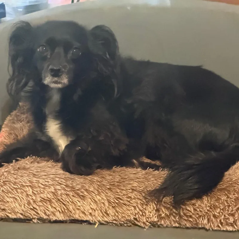 A senior small-sized male Black Pomeranian dog named Lucky for adoption in Phoenix, AZ