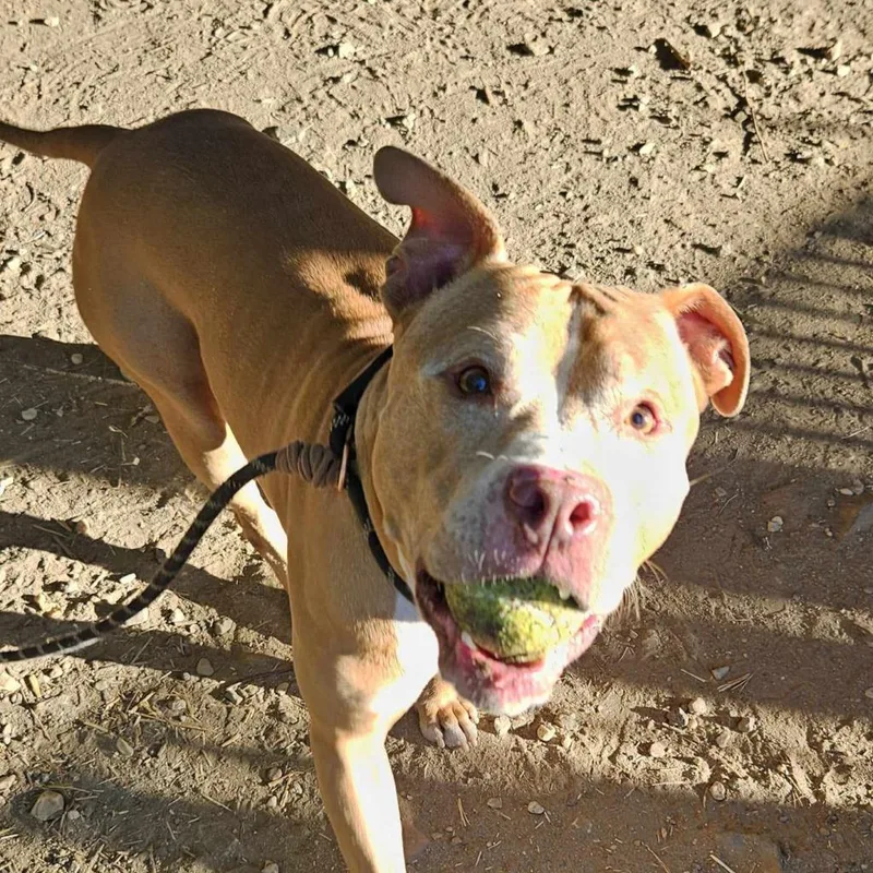 A senior large-sized male Yellow / Tan / Blond / Fawn Mixed Breed dog named Carter for adoption in Manchester, PA