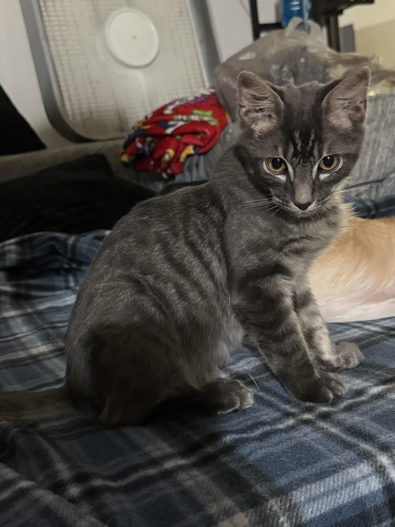 A baby medium-sized male Tabby cat named Romie for adoption in Royal Palm Beach, FL