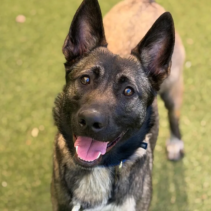 An adult medium-sized female Yellow / Tan / Blond / Fawn Mixed Breed dog named Harley for adoption in Asheville, NC