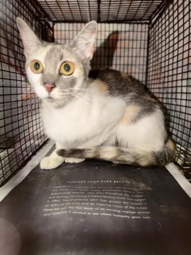 A young small-sized female Domestic Short Hair cat named Daisy for adoption in Van Nuys, CA