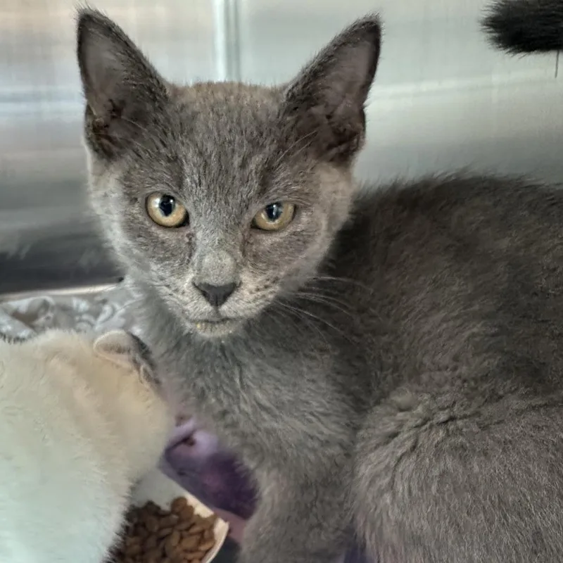 A baby small-sized male Gray / Blue / Silver Domestic Short Hair cat named Mucky for adoption in Matteson, IL