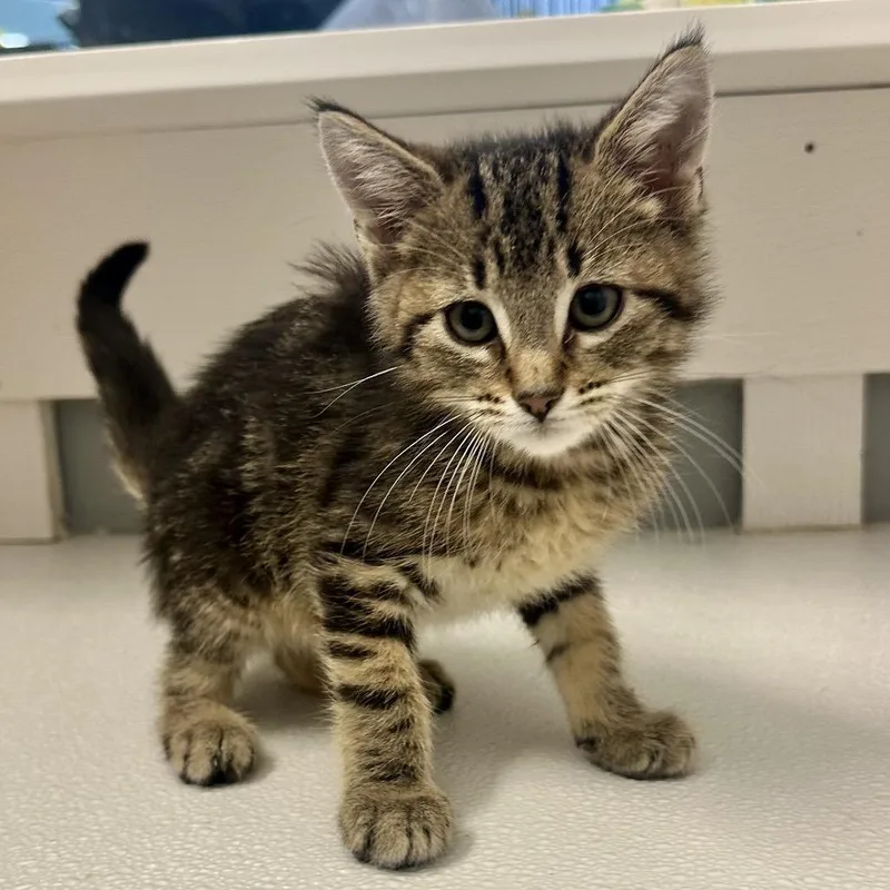 A baby small-sized male Brown / Chocolate Domestic Short Hair cat named Bismarck KC for adoption in Union, MO