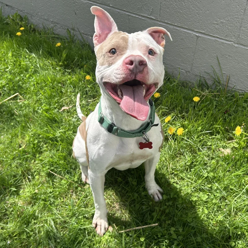 A young medium-sized male White / Cream American Staffordshire Terrier dog named Astro for adoption in Detroit, MI