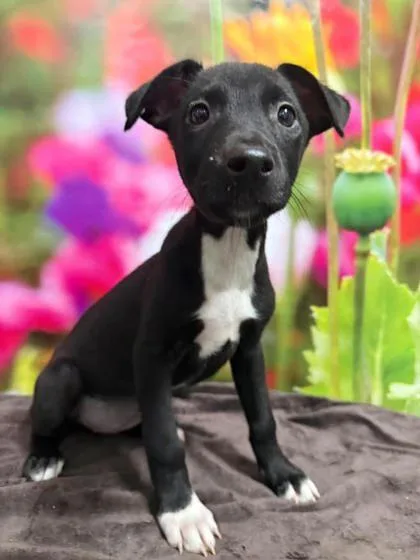 A baby large-sized female Border Collie dog named Daisy for adoption in Morton Grove, IL
