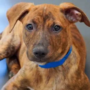 A baby small-sized male Belgian Shepherd / Malinois dog named Roscoe for adoption in Parker, CO