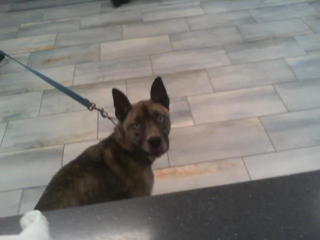 An adult large-sized female German Shepherd Dog dog named Josie for adoption in Charlotte, NC