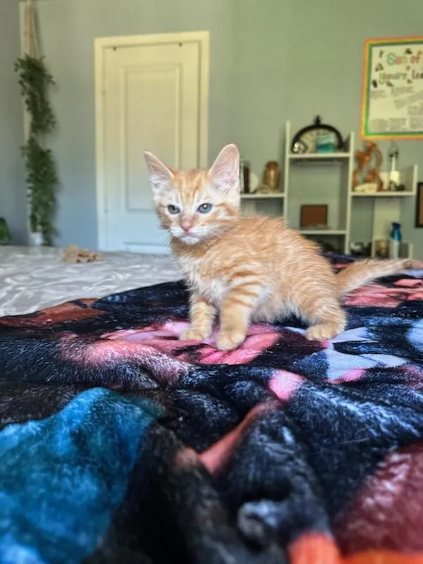 A baby medium-sized male Orange / Red Domestic Medium Hair cat named Kodiak for adoption in North Richland Hills, TX