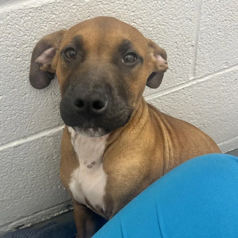 A baby small-sized male Black Mouth Cur dog named Houndour for adoption in Troy, VA