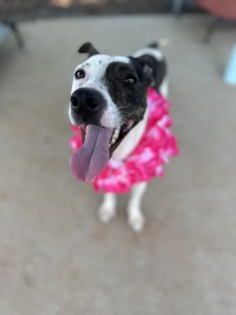 An adult small-sized female Mixed Breed dog named Michelle for adoption in Charlotte, NC