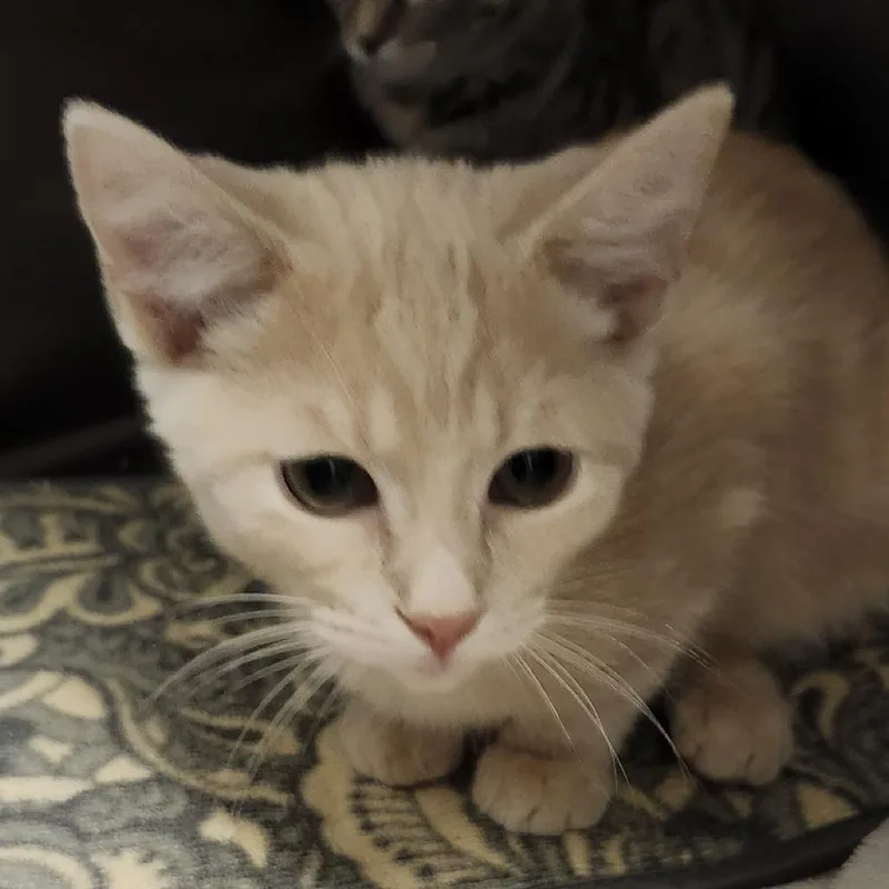 A baby small-sized male Domestic Short Hair cat named Jasper for adoption in Columbia Station, OH