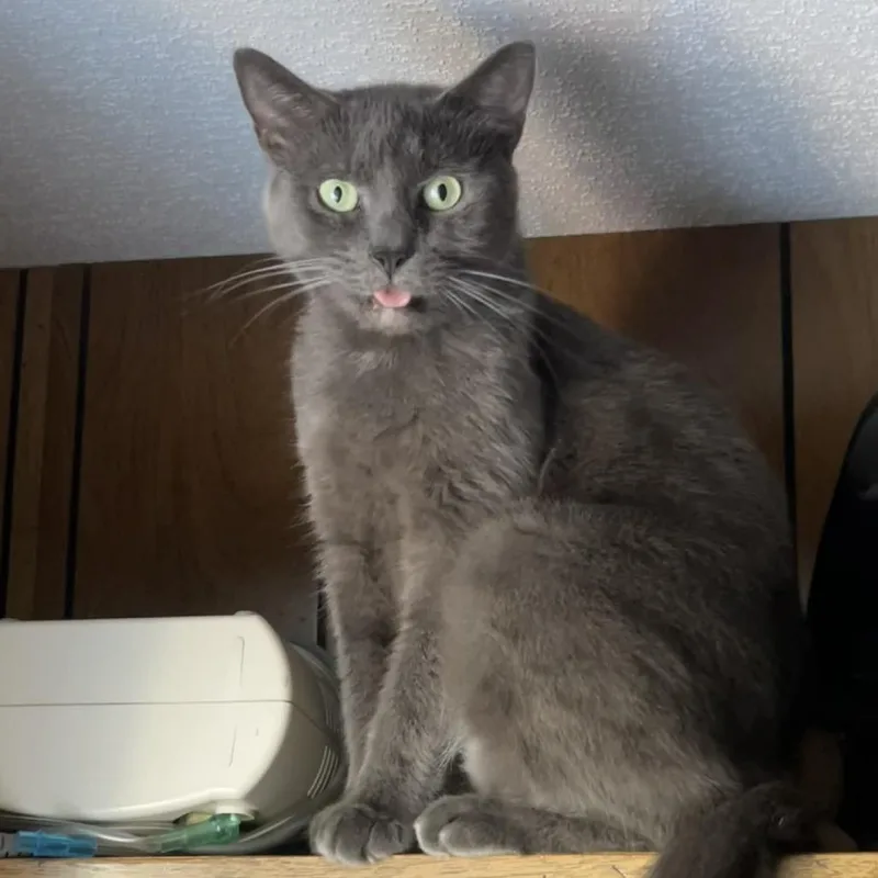 A senior large-sized male Gray / Blue / Silver Domestic Short Hair cat named Boy Blue for adoption in Shinnston, WV