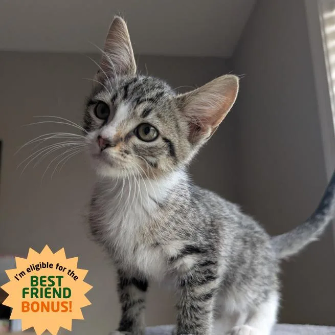 A baby small-sized male Brown / Chocolate Domestic Short Hair cat named Frito for adoption in Lexington, KY
