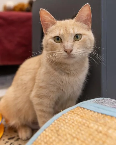 A young medium-sized female Domestic Short Hair cat named Cheddar for adoption in Leesburg, VA