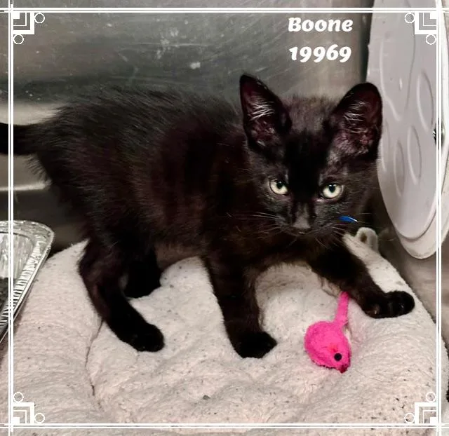 Boone thumbnail 5