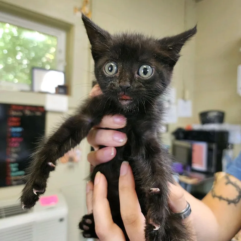 A baby small-sized male Black Domestic Short Hair cat named Quackers for adoption in Columbus, NC