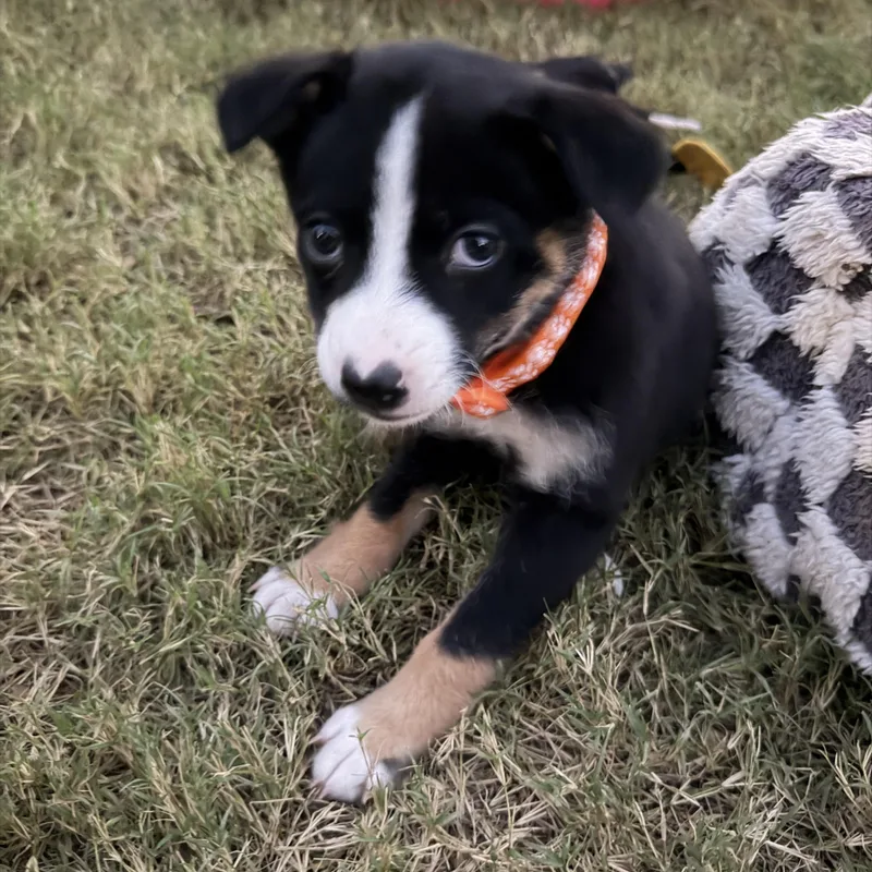 A baby medium-sized female Tricolor (Brown, Black, & White) Australian Shepherd dog named Lassa for adoption in Gilbert, AZ