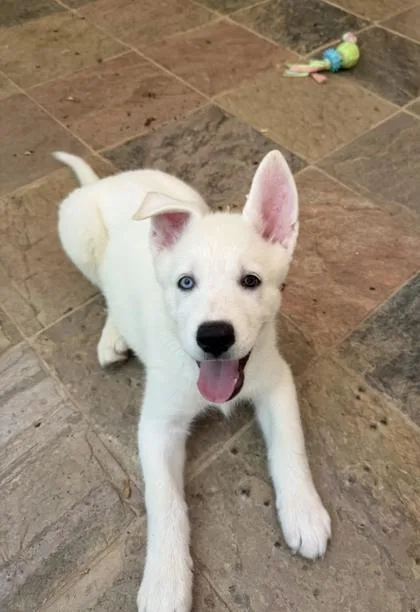 A baby small-sized female Mixed Breed dog named Red Dot Red for adoption in Chamblee, GA