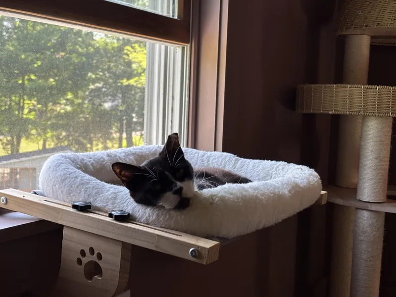 A senior medium-sized female Black & White / Tuxedo Domestic Short Hair cat named Catnip for adoption in Groveland, MA