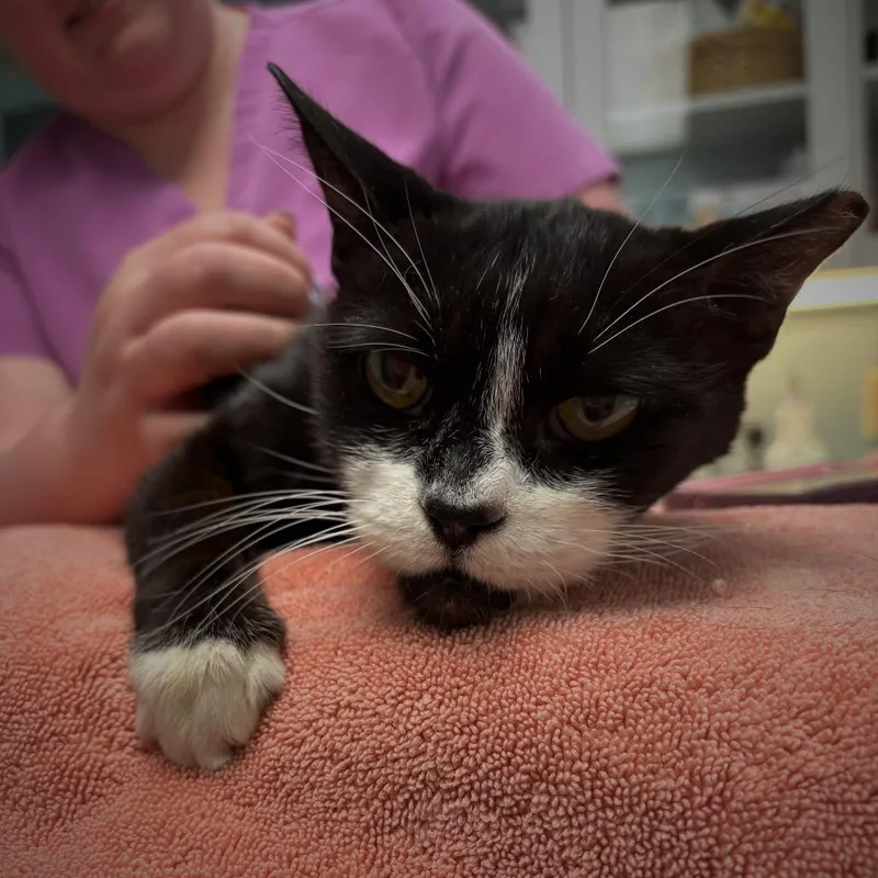 Catnip thumbnail 3