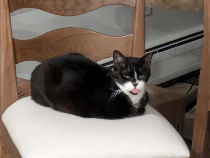 Catnip thumbnail 4