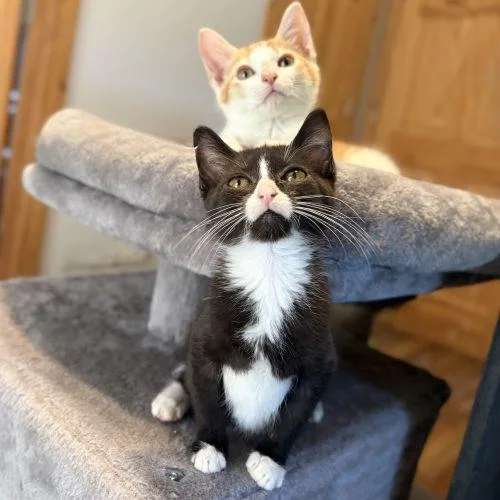 A baby small-sized male Tuxedo cat named Gizmo for adoption in Knoxville, TN