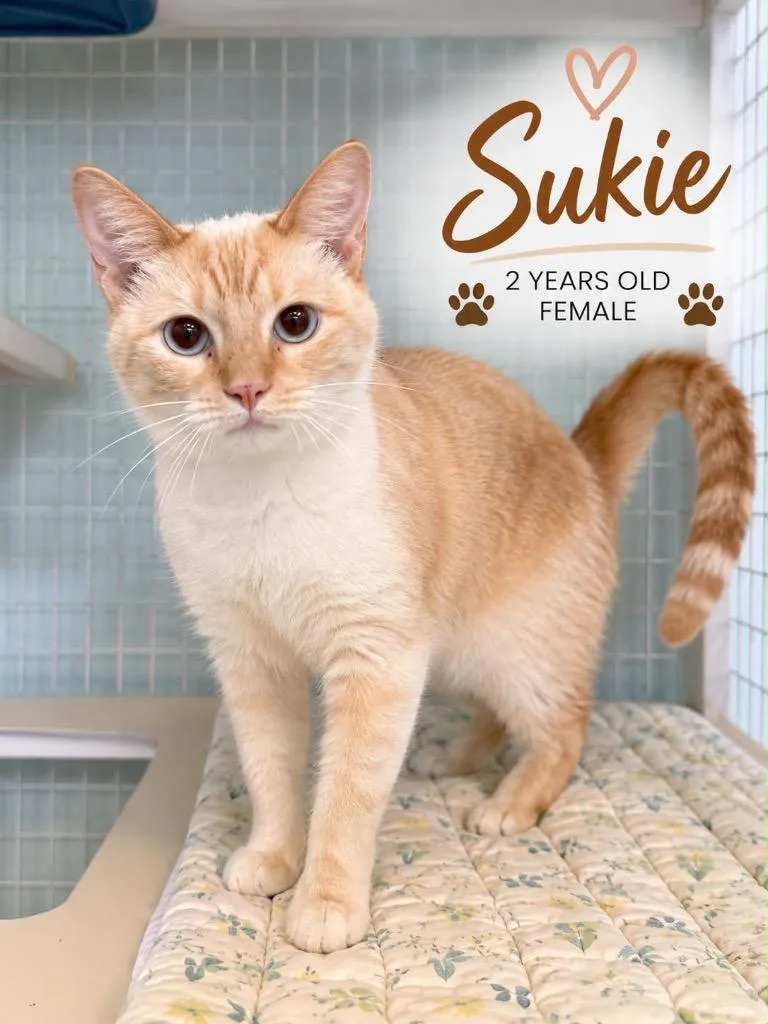 Sukie thumbnail 3