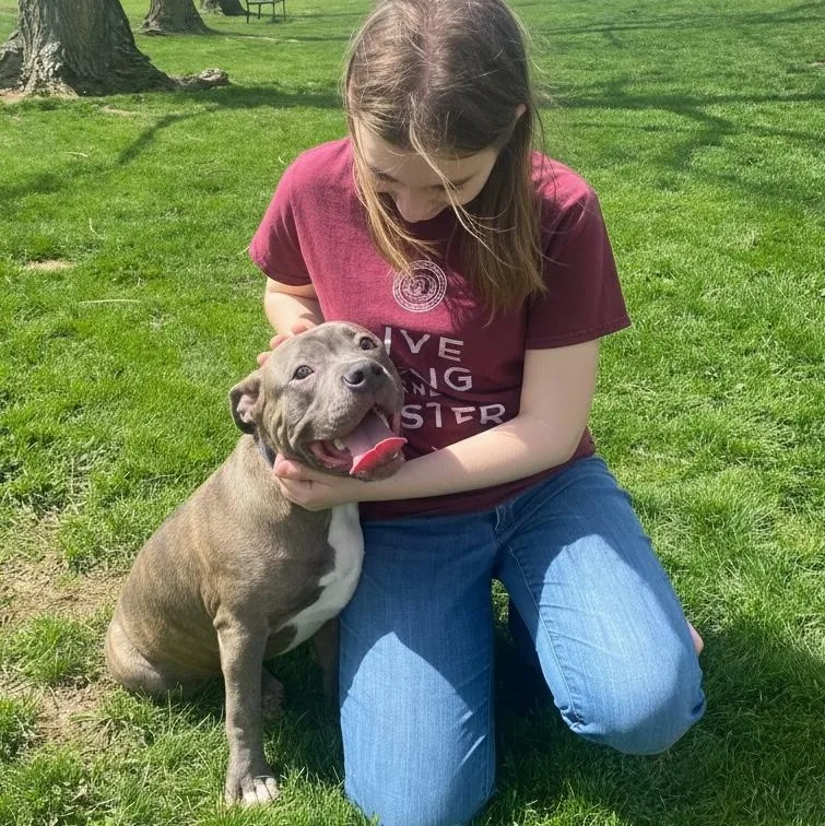 A young medium-sized male Gray / Blue / Silver Terrier dog named Blue for adoption in Elyria, OH