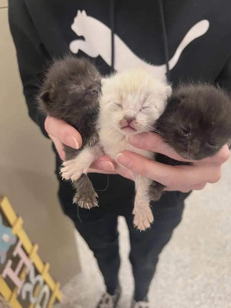 A baby medium-sized male Domestic Short Hair cat named Rogue for adoption in Salt Lake City, UT