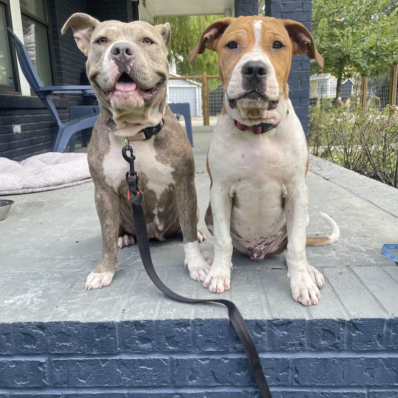 An adult medium-sized female Brindle Pit Bull Terrier dog named Chelsea for adoption in Spring, TX